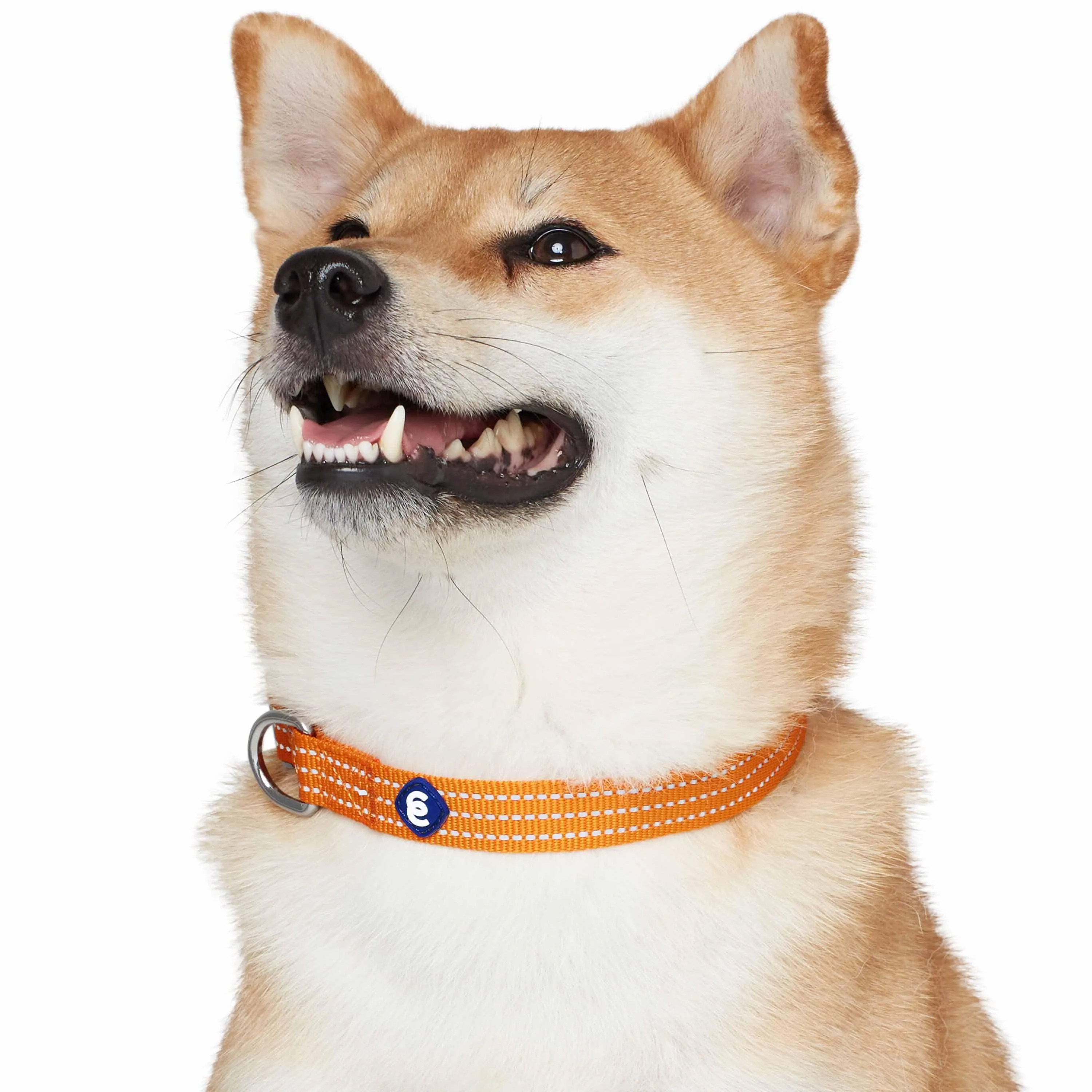 Better Basics Reflective Dog Collar