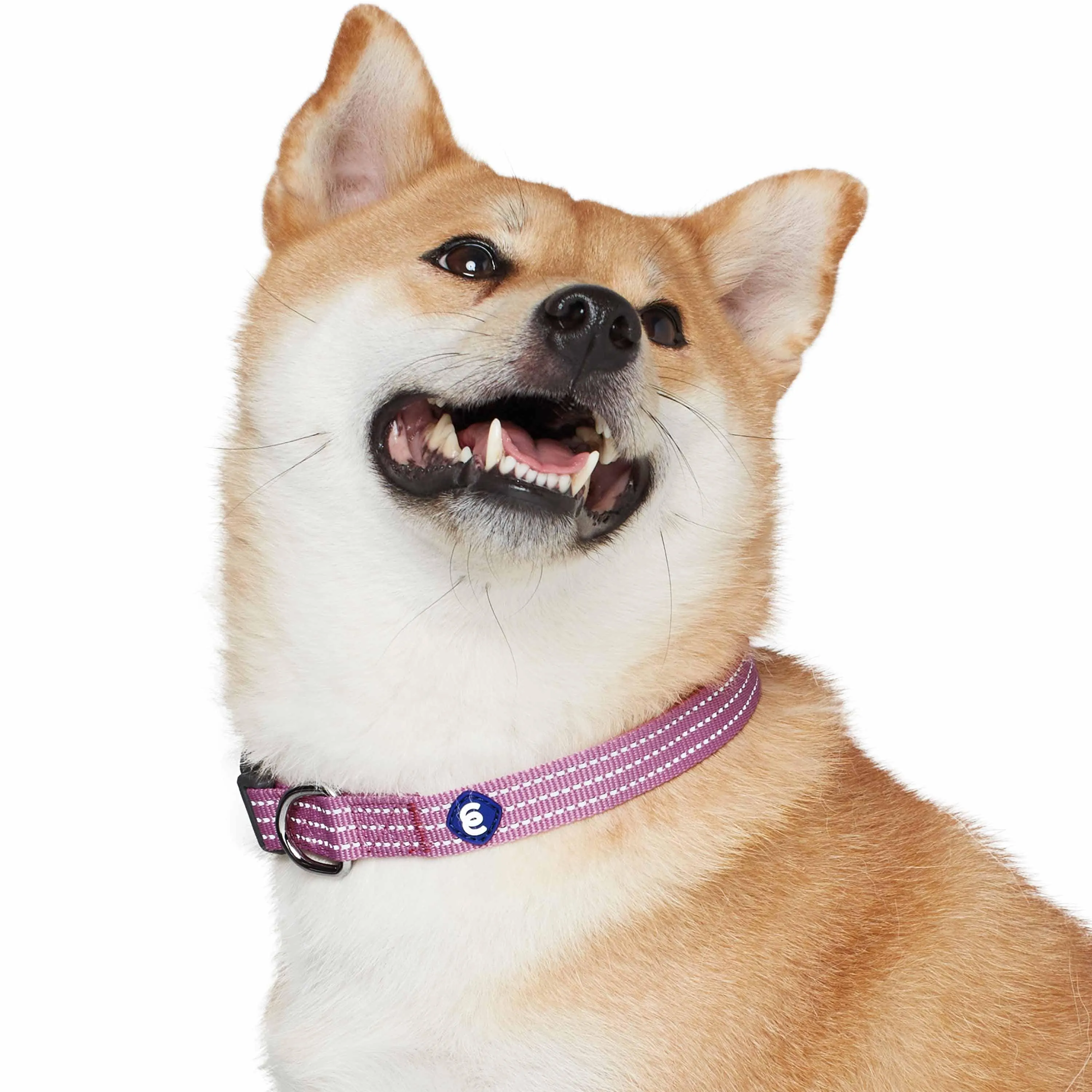 Better Basics Reflective Dog Collar