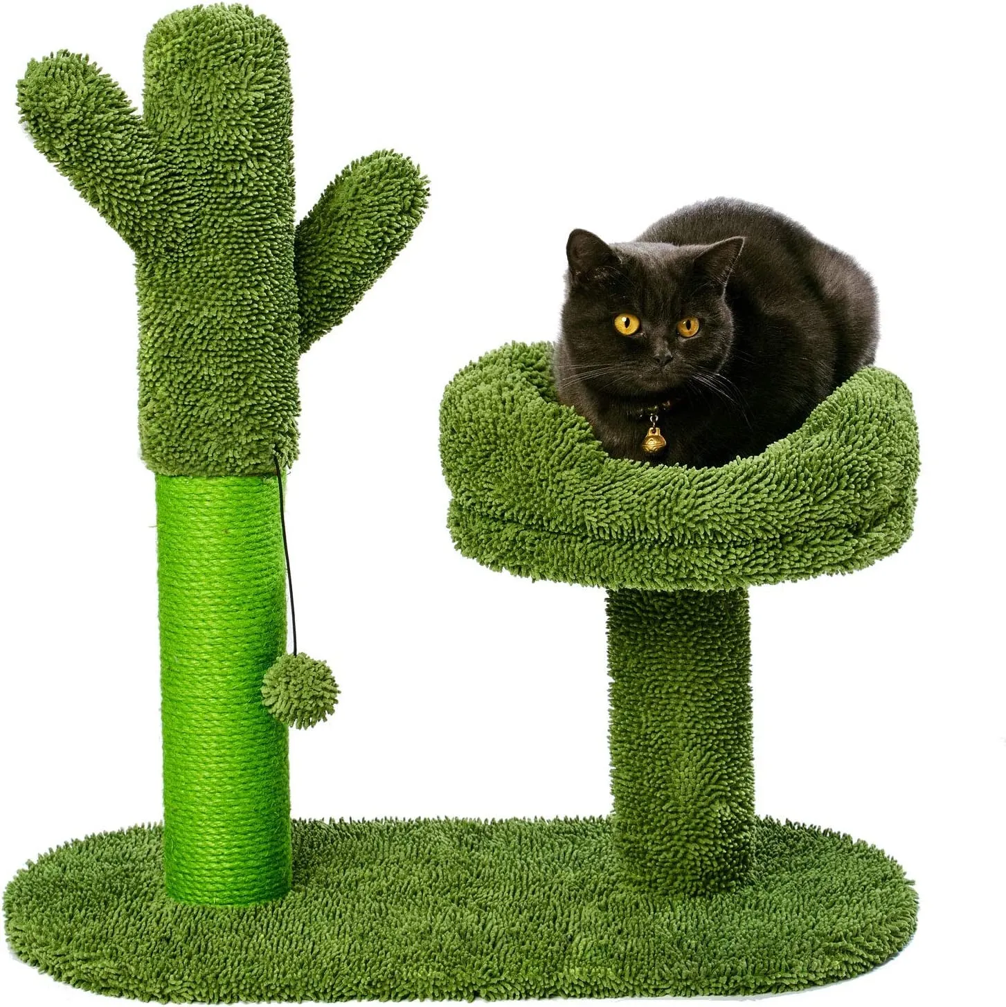 Cat Scratching Palm, Coconut Tree